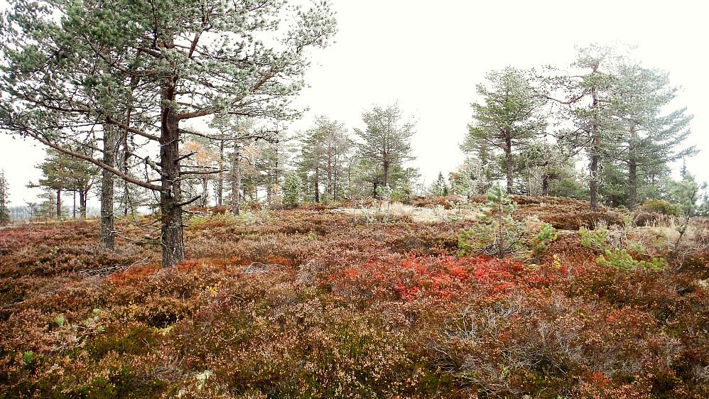 Kampenhaug Øst