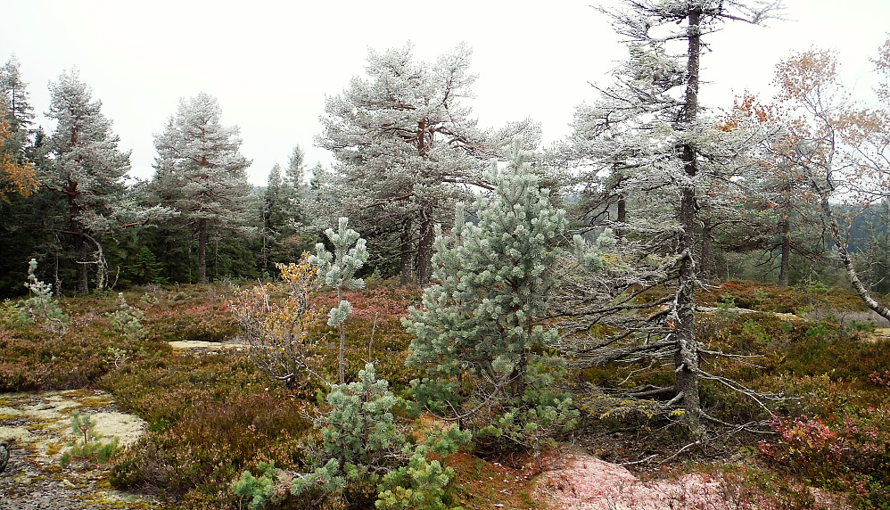 Litt vinter ... 