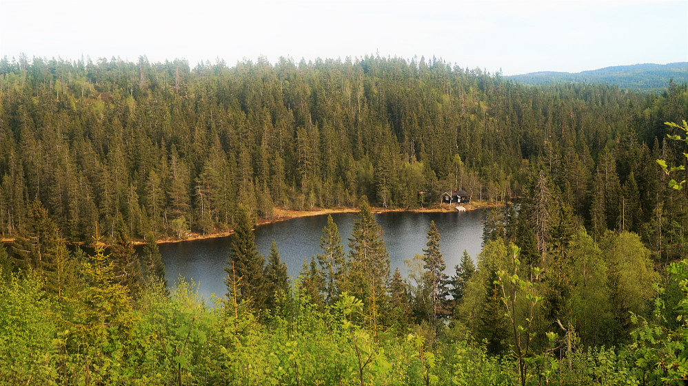 Fisketre tjerna 