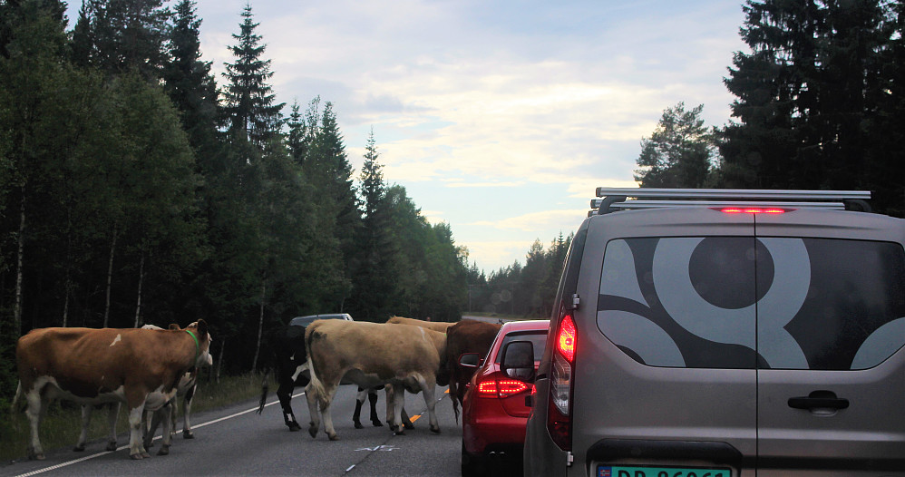 Denne kuflokken bidro til 10 min. stopp på riksveien mot Elverum :)