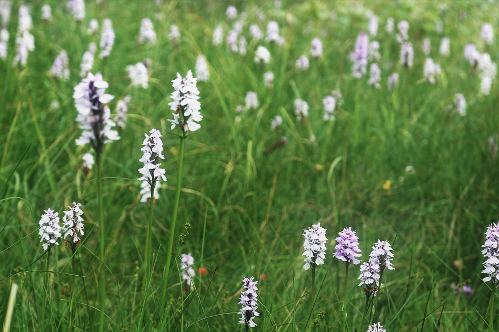 Fant ei lita myr der det stod minst 100 orkideer i blomst. Her var det også modne multer. 
