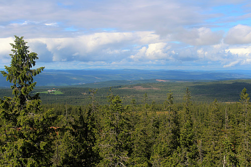 Fra tårnet, mot vest. Skau og fjell 