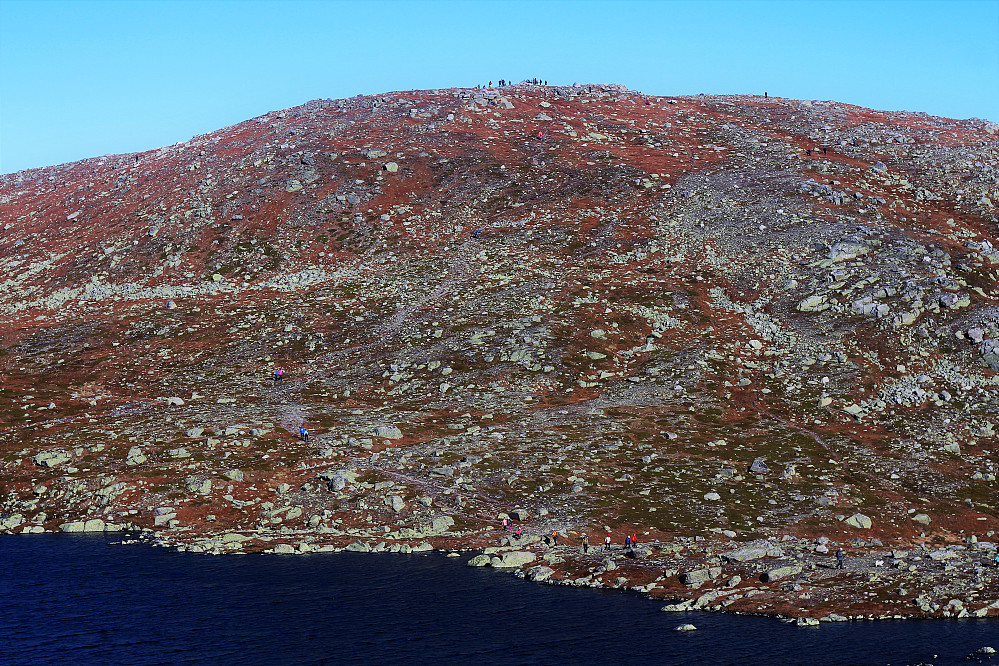 Høgevarde
