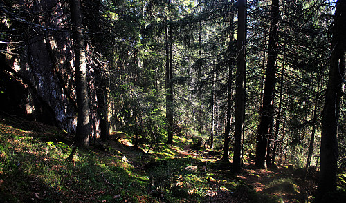 Den bratte kleiva opp mot åsen starter ved demningen på Nerdammen. 