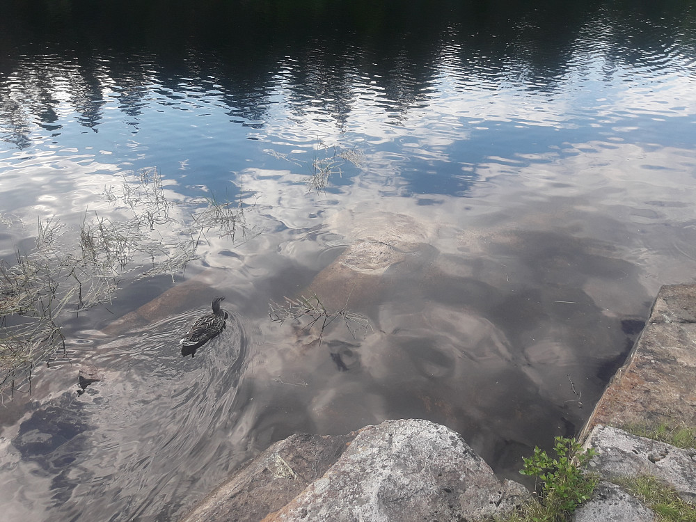 Bare meg og anda som bada på Myrdanmen i kveld