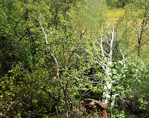 Mye død skog (furuer) som følge av forurensning fra industrien i Årdal. 