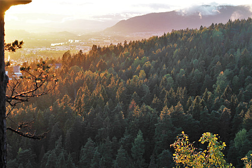 Hamborsstrømskogen 