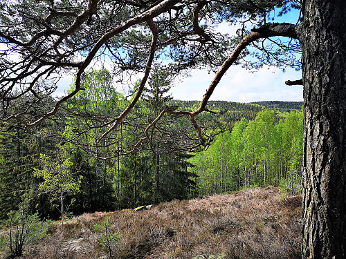 Mot Elvelia