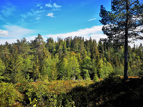 Seteråsen 