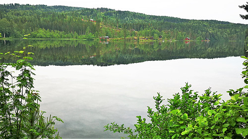 Lauvtjern