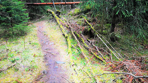 Flotte stier på Stoppenåsen