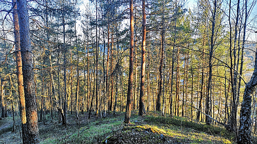 Buståsen