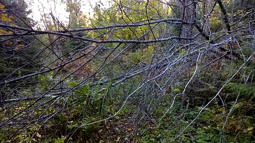 På gjengrodde stier
