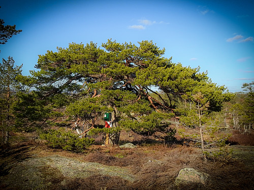 Bjønnefora