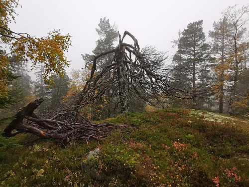 Smøråsen
