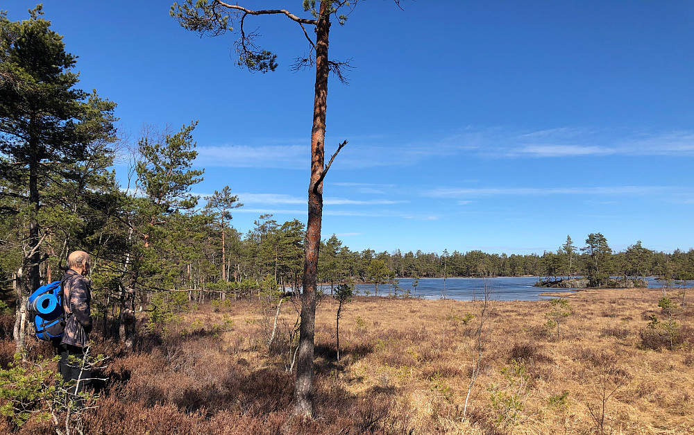 Trestikkeljern