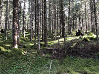 Rokkskogen, fra starten av turen