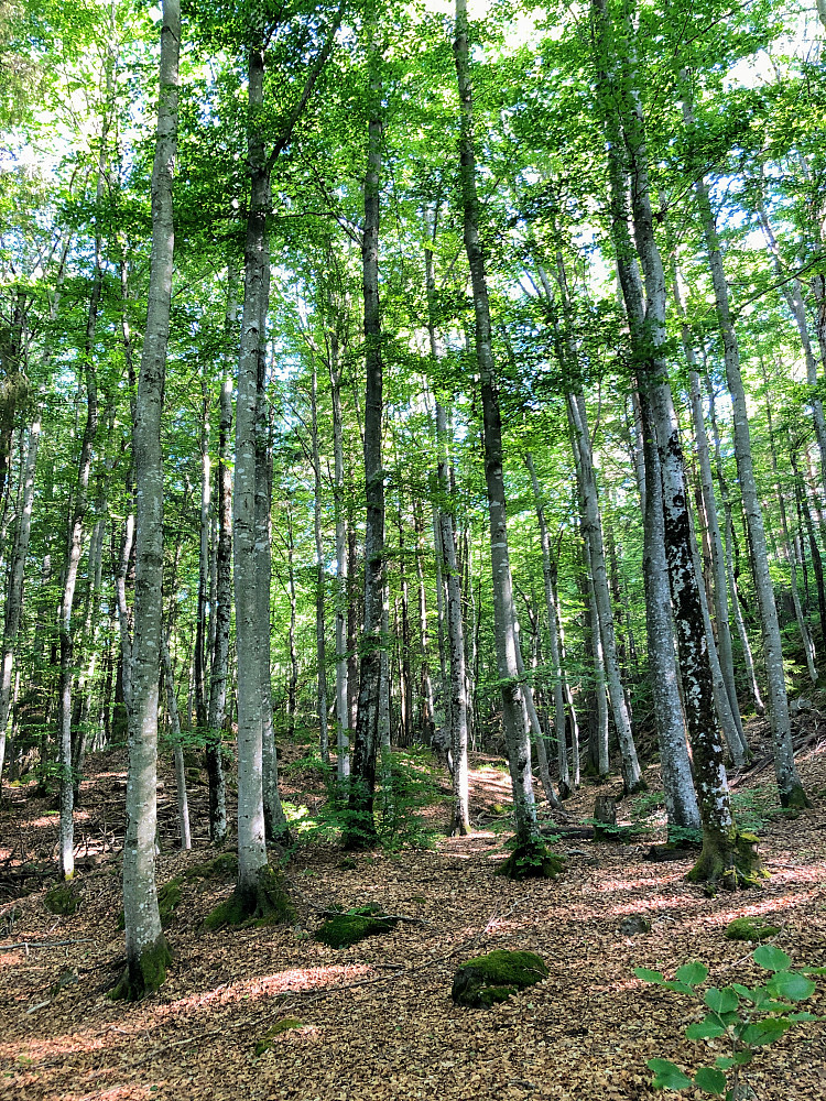 Bøkeskog i Storås og Spirås naturreservat