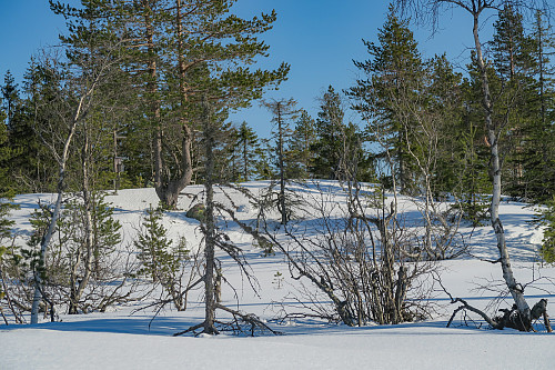 Toppen i det fjerne..ca 20 meter unna. Markant topp...eller kanskje ikke?? Uansett har Lardal kommune dedikert en av huldreløype turene sin hit opp. Vi var de første som besøkte toppen i 2016