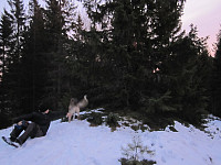Bilde av det høyeste punktet av Fløyåsen. Amalie skimtes oppe i busken:-)
