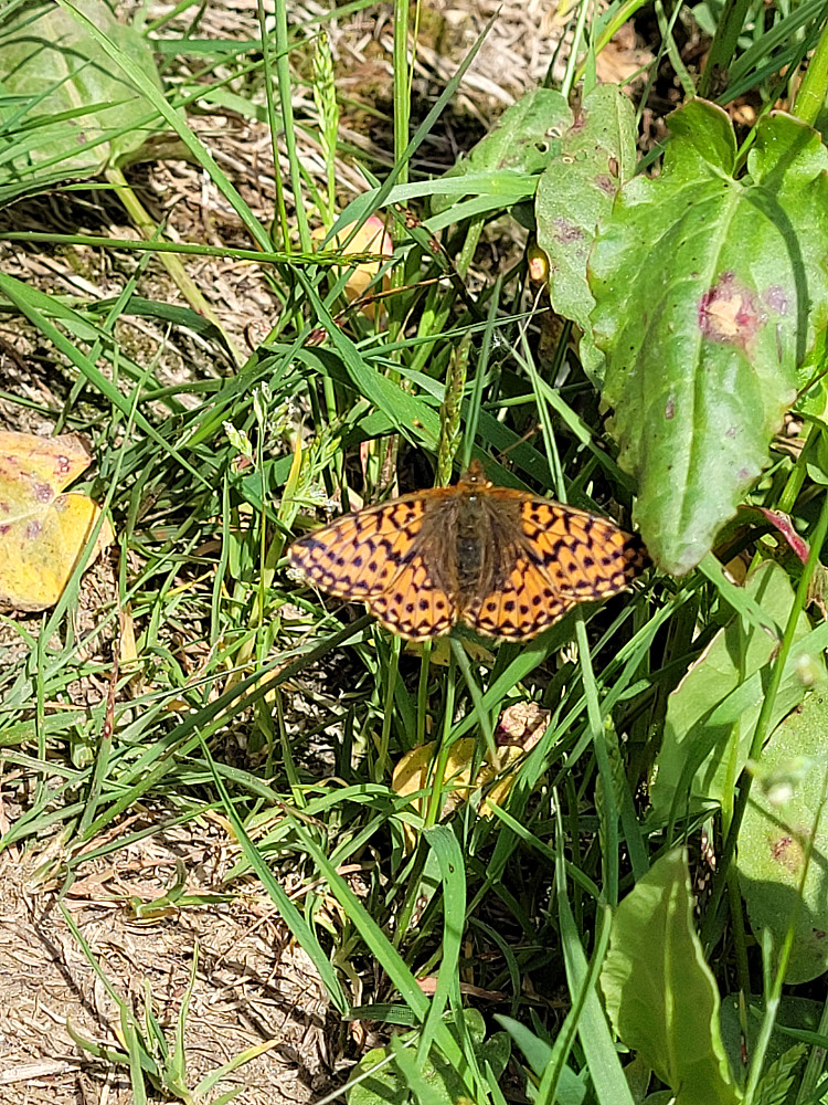 En sommerfugl vi traff på veien. I følge insektsboken min, så må det være en Aglajasommerfugl, men er langt fra sikker...