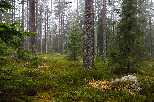 Storslagen skogsutsikt fra Slavasshøgda.