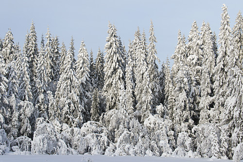Vinterstemning i skogen vest for Varingskollen.