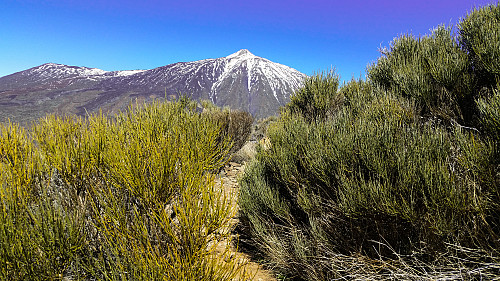Stien gjennom buskene. Utsikt mot Teide.
