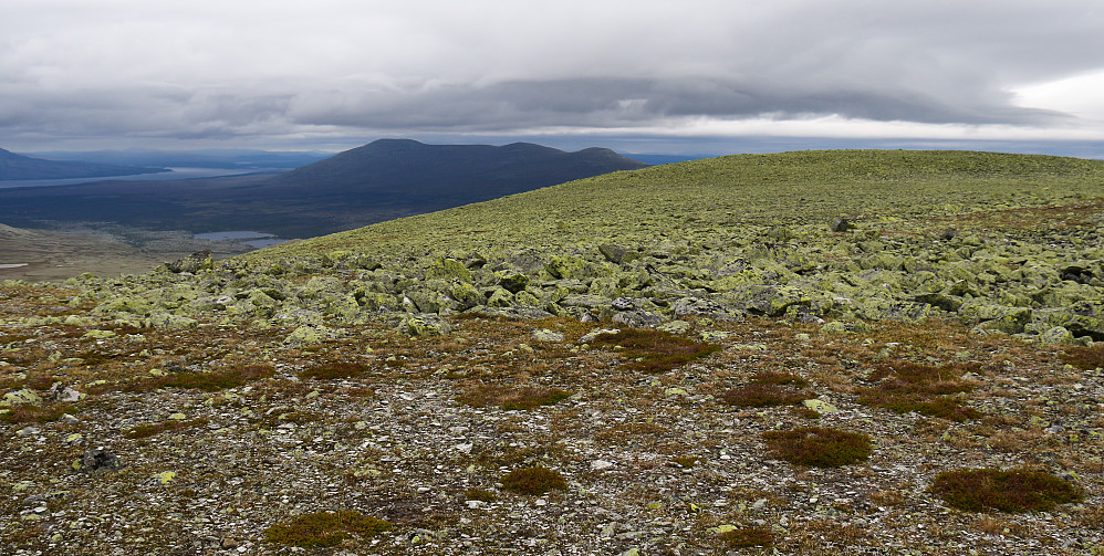 Det er masse kartlav på ura i Femundsmarka. Her på vei opp til Elgåhogna. Utsikt mot Stor-Svuku i nord.