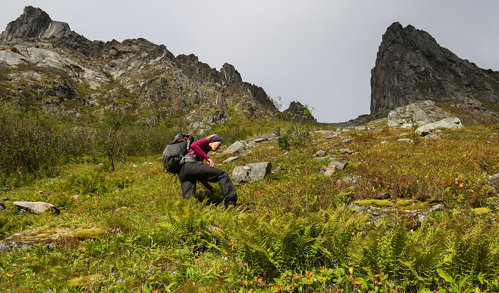 Fra Korkedalen følger man en bratt,bratt,bratt og lang gress- og lyngbevokst renne som tar en opp til et lite fjellpass mellom Svartevasstinden (øst) og noen stilige pinnakkelformasjoner (vest).