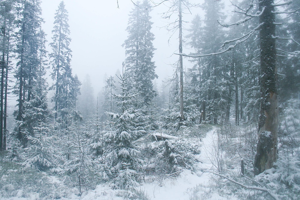 Vinterstemning på stien vest for Sørskogen.