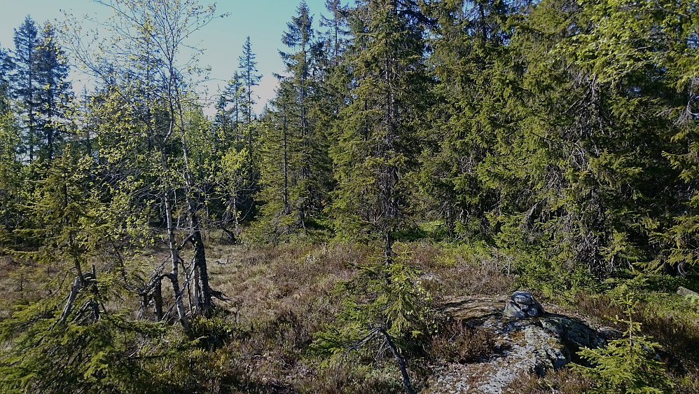 Toppunktet på Sør på Vidvangshøgda