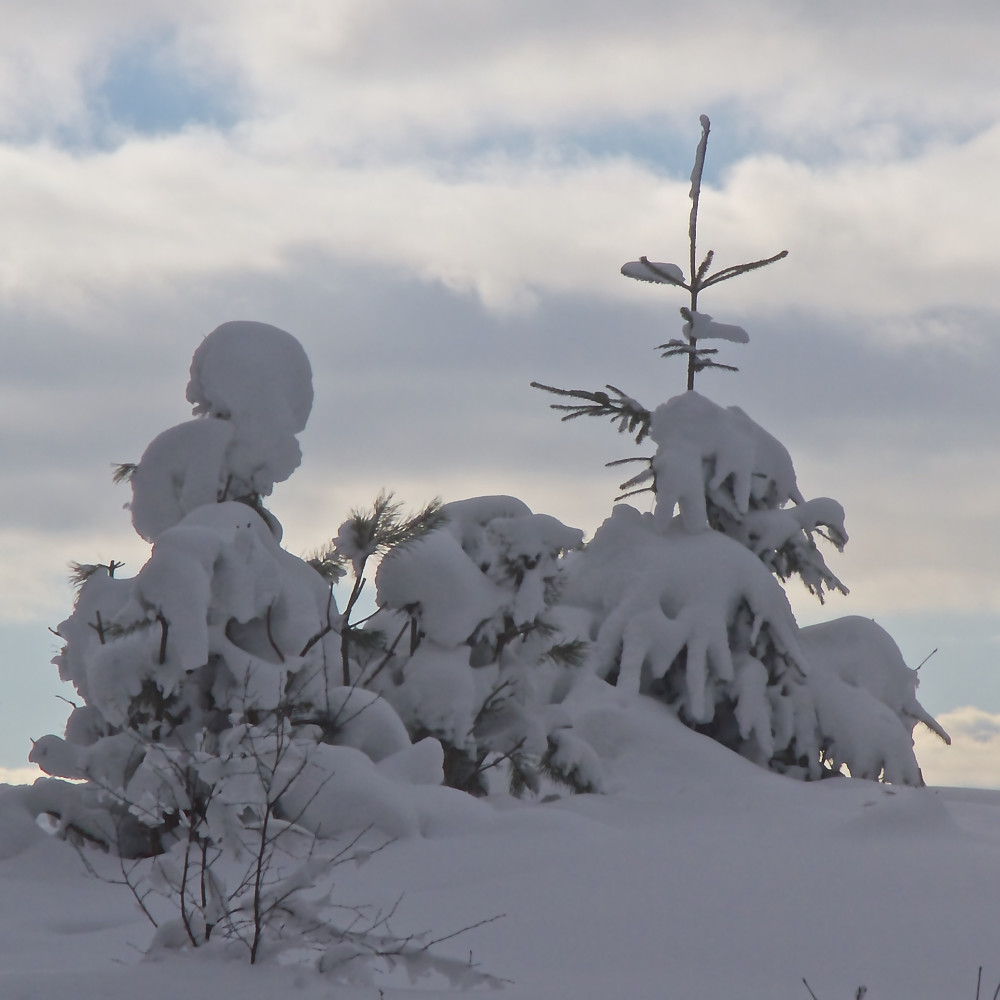 Vinterstemning på Grefsenkollen
