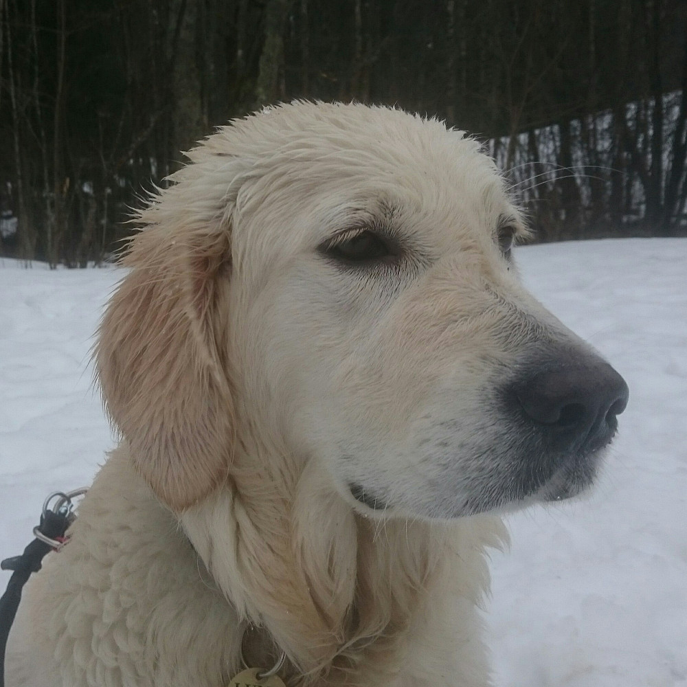 Luna, dagens våteste hund?