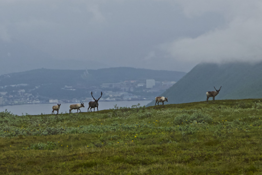 Det var flere som var på tur i Tromsdalen...