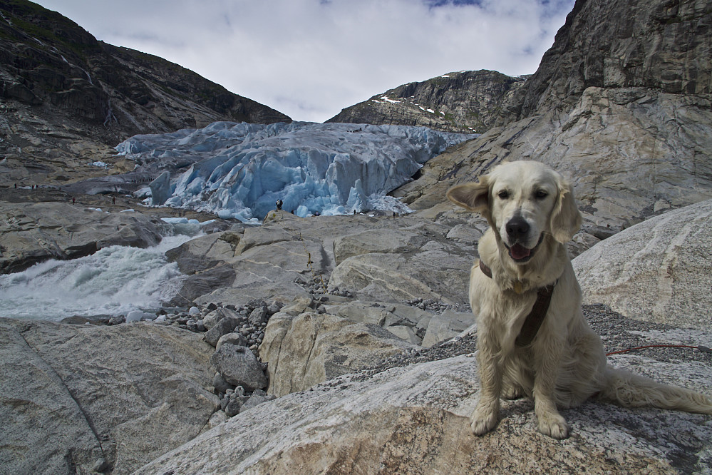 Luna med Nigardsbreen i bakgrunnen