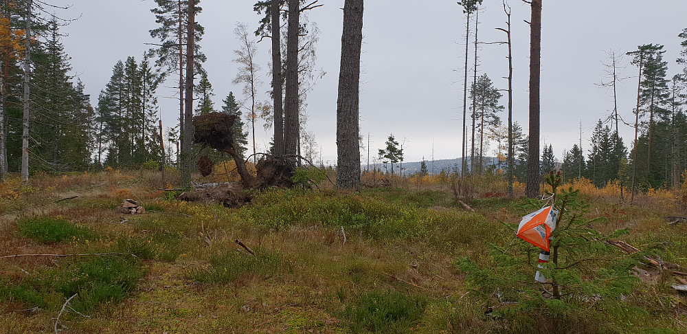 Utsikt fra Tangenåsen sør