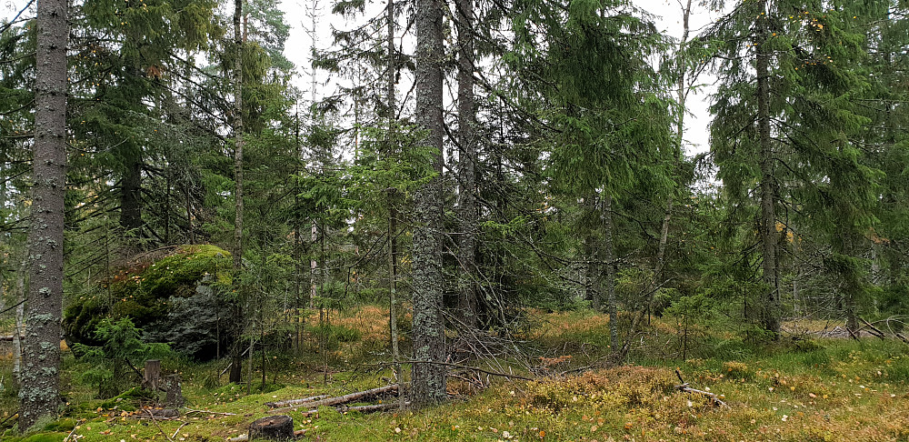 Tangenåsen