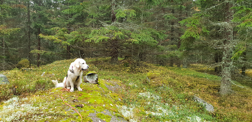 Luna på Lønnåshøgda