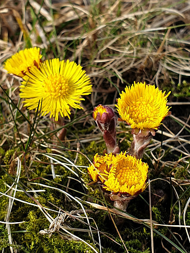 Den første hestehoven 