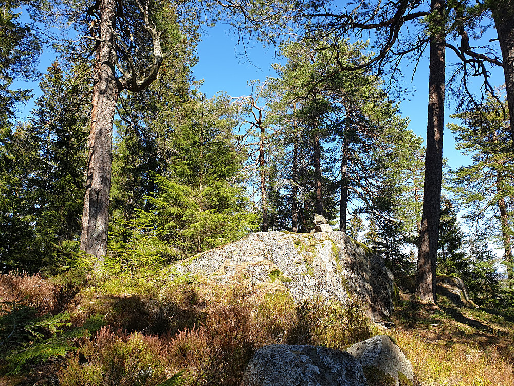 Toppunktet på Grinderkollen