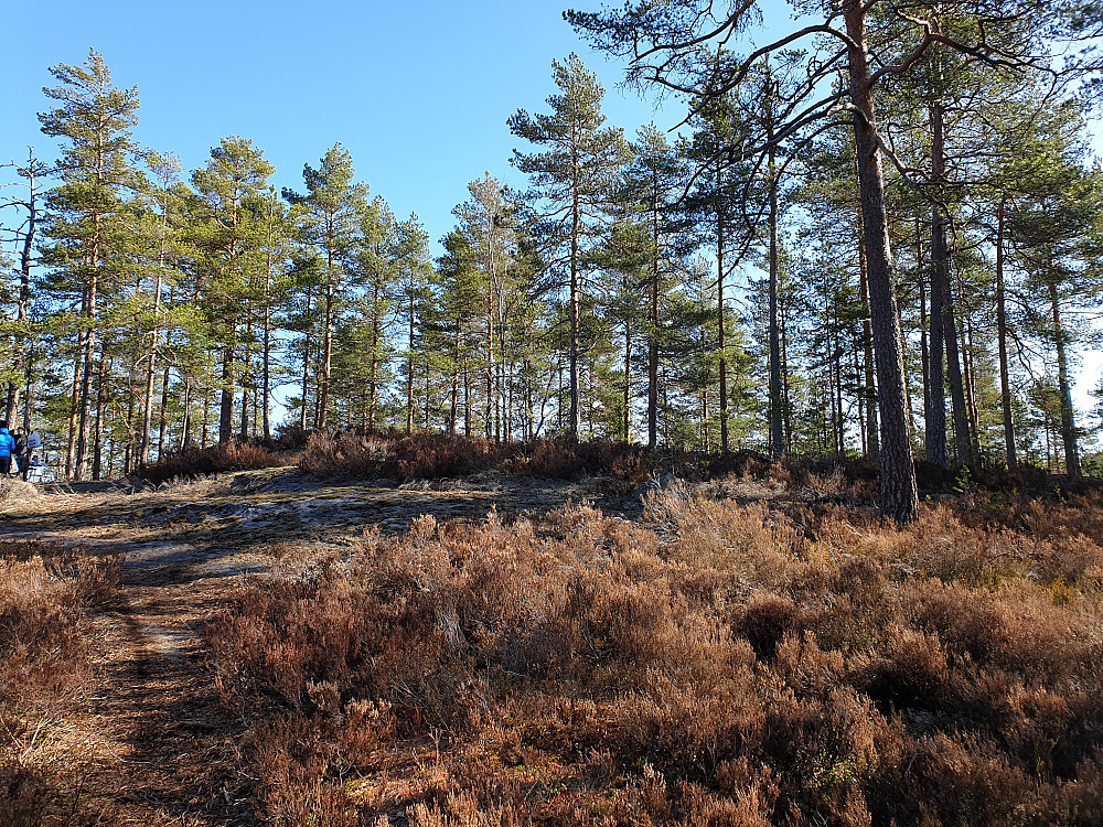 Damåsen