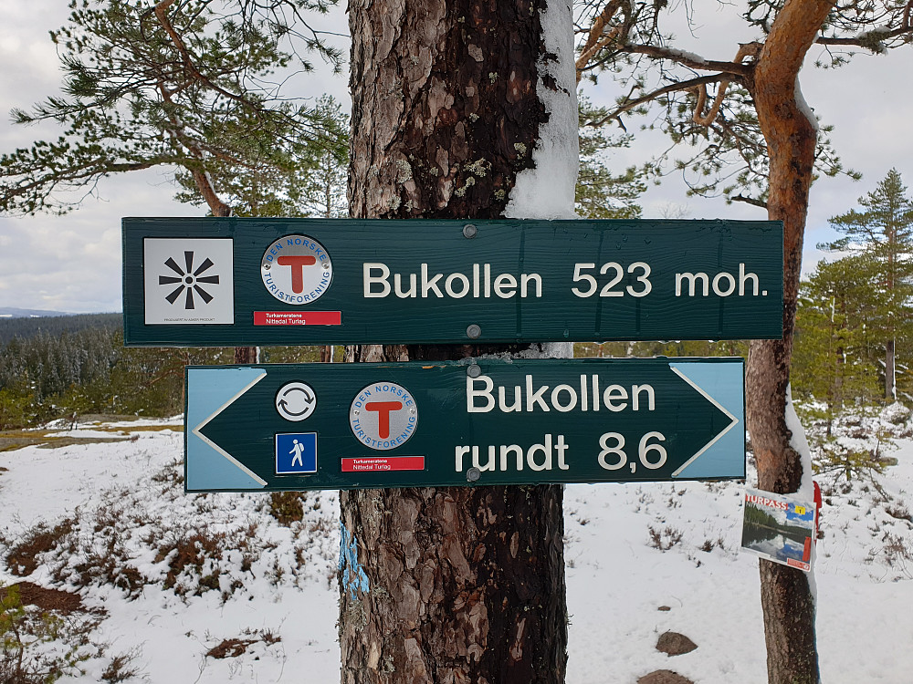 Bukollen i nysnø