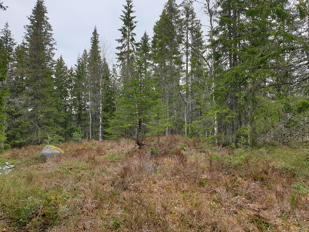 Bjørnholthøgda