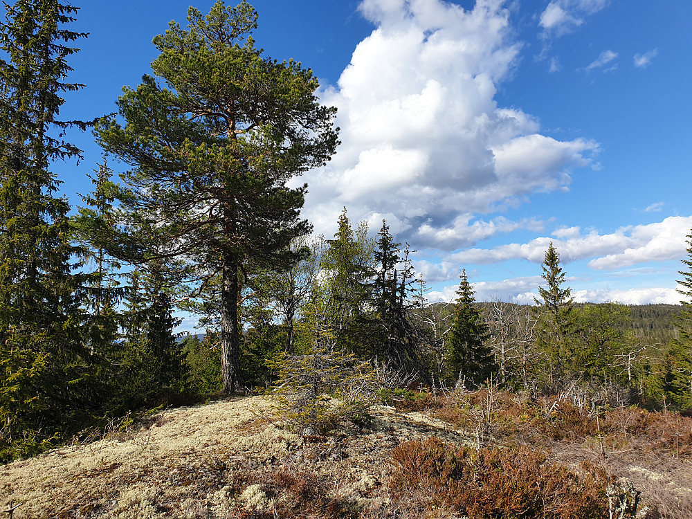 Fiskebekkhøgda med Gyrihaugen i bakgrunnen