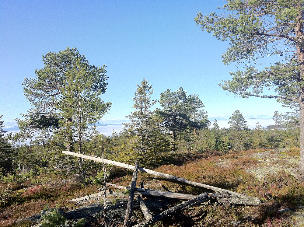 Utsikt fra Langvassbrenna mot vest.