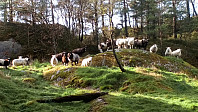 Døl_20191003_5d95a9deb278f.jpg