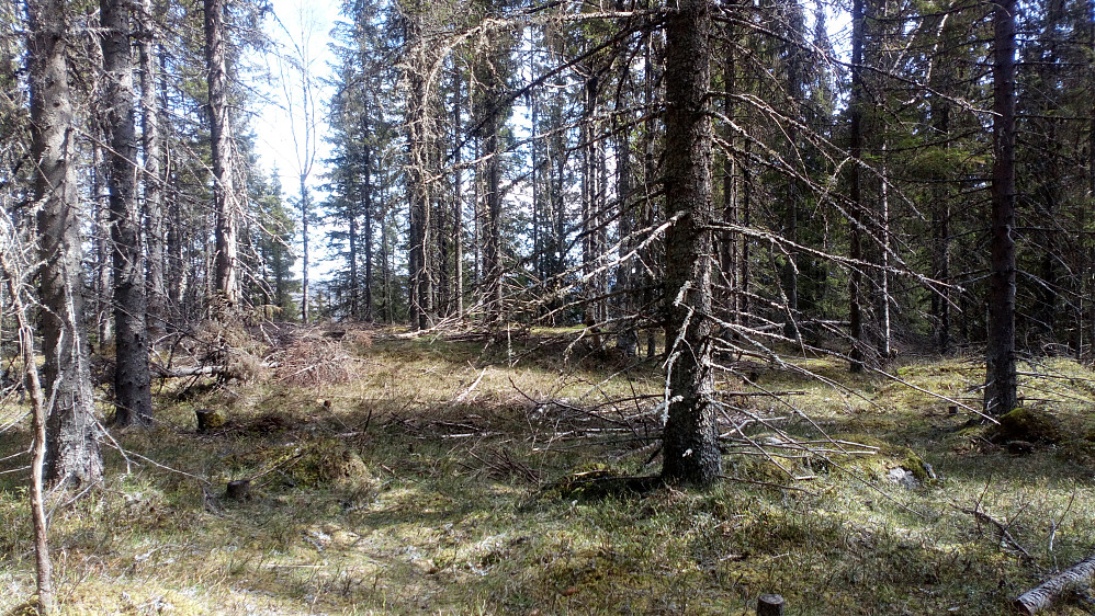 Fin åpen skog på toppen