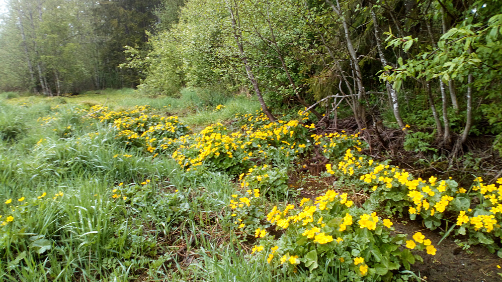 Naturens eget blomsterbedd.