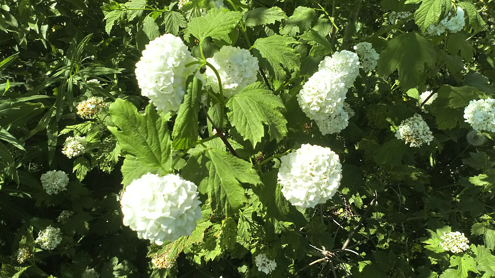 Pene. ville blommer i villmarka på Fornebu.
